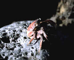 Mr Crab
