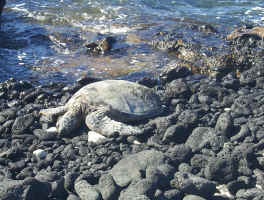 Turtle Resting