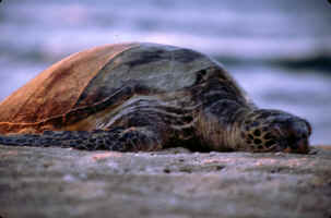 Turtle Head Shot