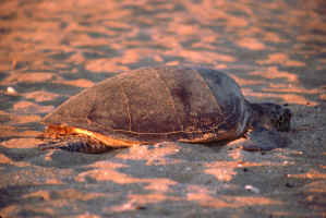 Turtle Sunset