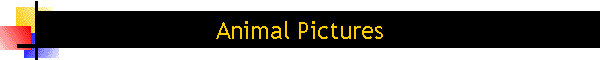 Animal Pictures