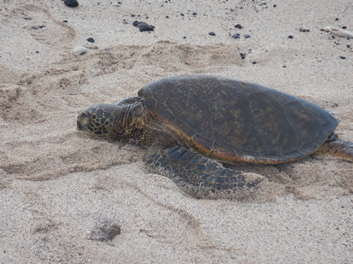 Sea Turtles