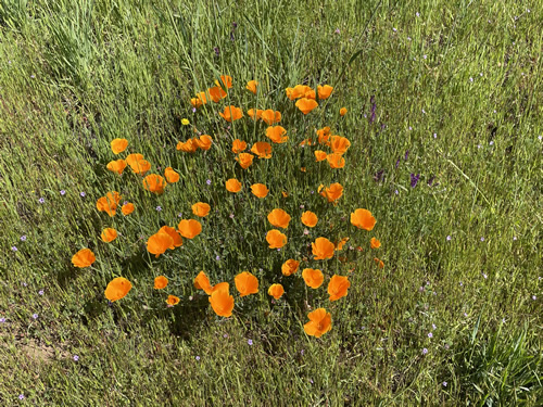 Wild Flowers