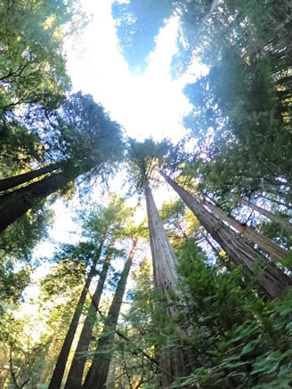 Muir Woods