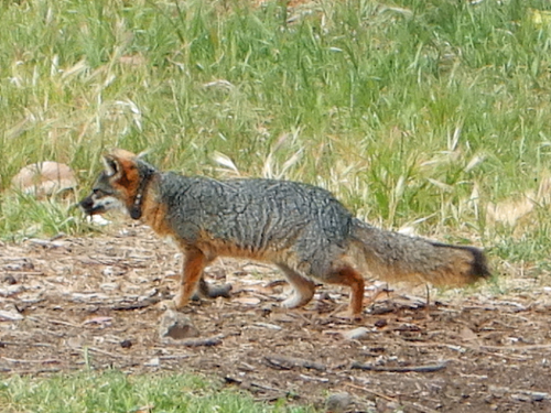 Santa Cruz Island fox