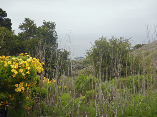 Santa Cruz Island fox