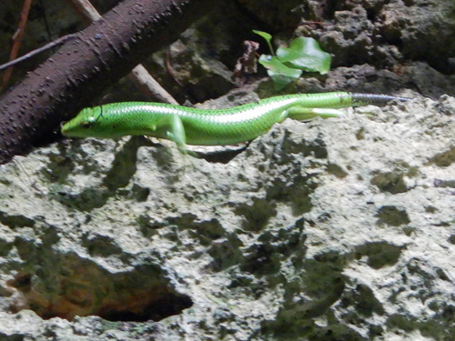 Lizard