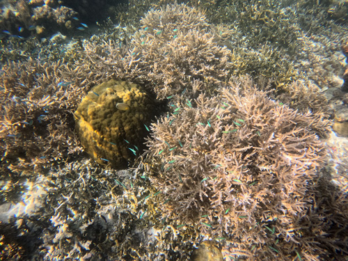 Reef