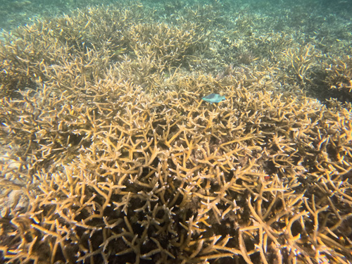 Coral