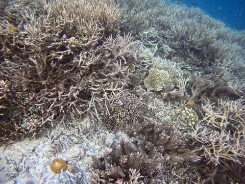 Reef