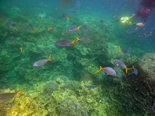 Colorful Fish