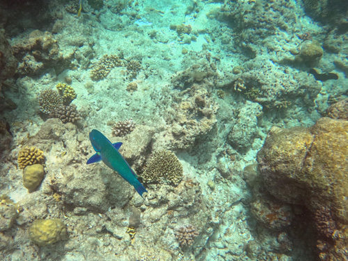 Blue Fish