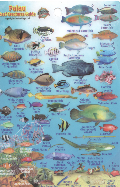 Pulau Fish 2