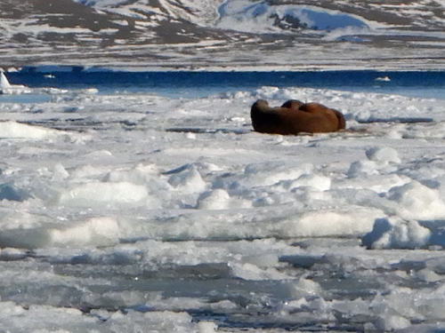 Walrus