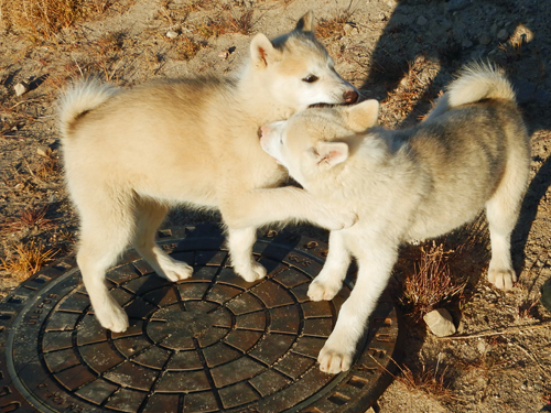 Husky Pups