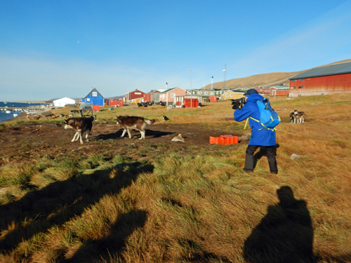 Qaanaaq Huskies