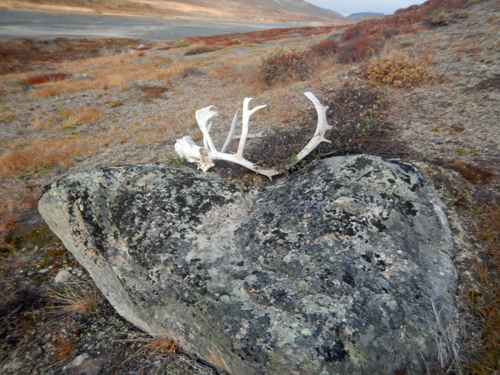 Caribou
