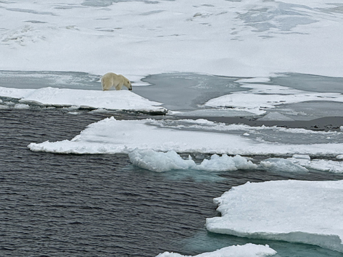 Polar Bear