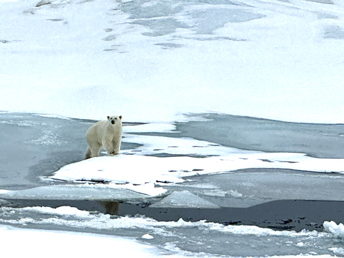 Polar Bear