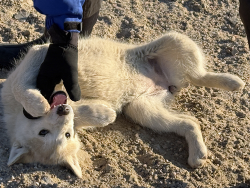 Husky Pups