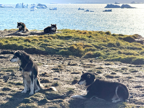 Qaanaaq Huskies