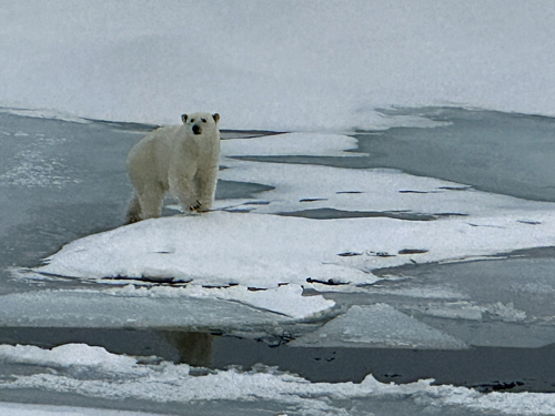 Polar Bear