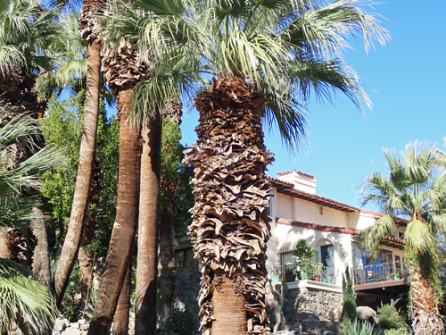 Palms