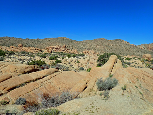 Joshua Tree