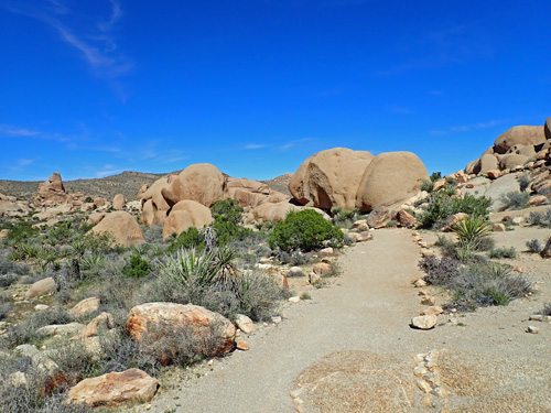 Joshua Tree